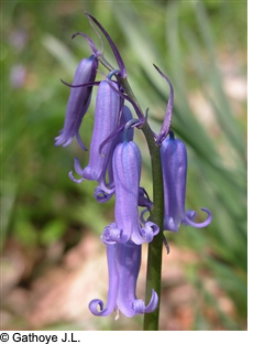 Annexe Capture d’écran 2020-05-04 à 22.48.28.png