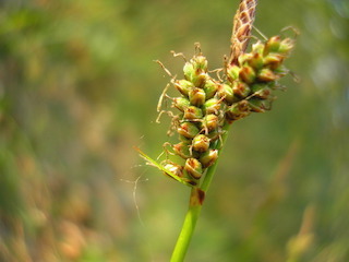 Annexe Carex_ericetorum_JuliaKruse_3.jpg