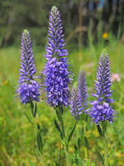 Annexe Veronica spicata.jpg