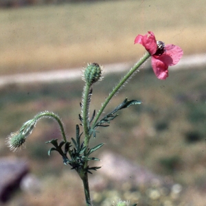Annexe PAPAVER HYBRIDUM.jpg