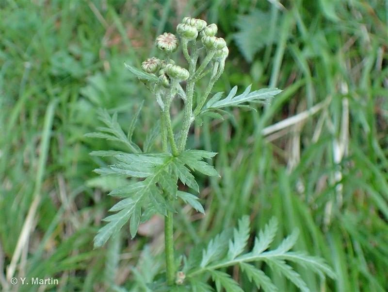 Annexe Tanacetum corymbosum L2.jpg