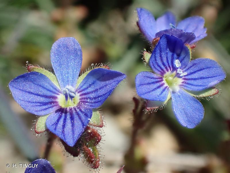 Annexe Veronica praecox All.2.jpg