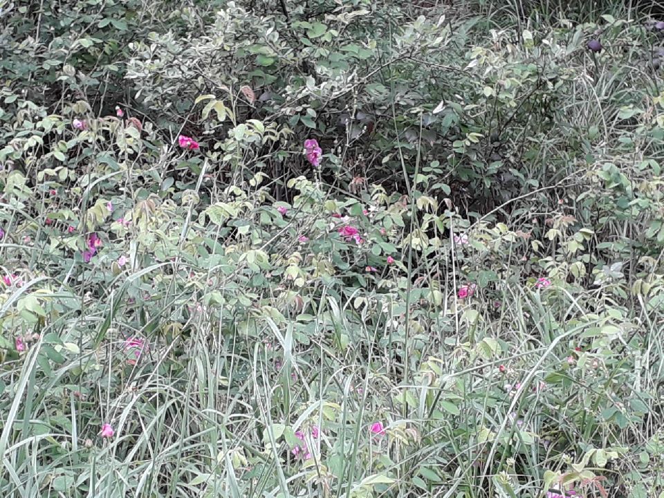 Annexe IMG-20190621-WA0011.jpg