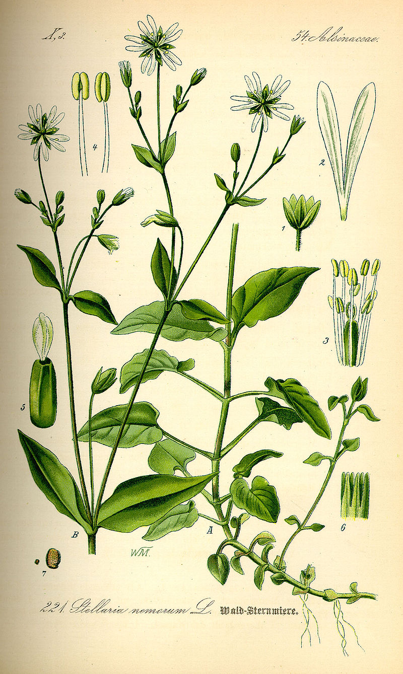 Annexe 800px-Illustration_Stellaria_nemorum0.jpg