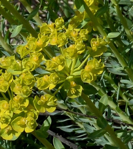 Annexe Euphorbe (euphorbia stupéfiant).jpg
