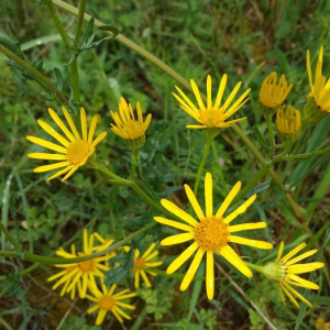 Annexe Séneçon doronique (senecio doronicum).jpg