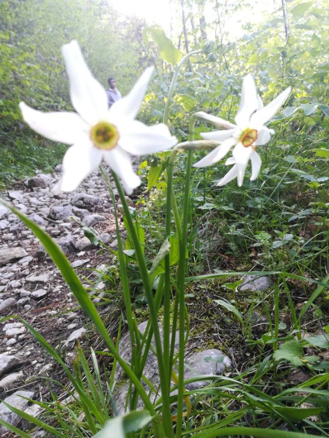 Annexe narcise des poetes.jpg