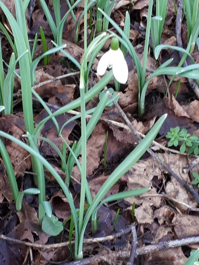 Annexe perce neige.jpg