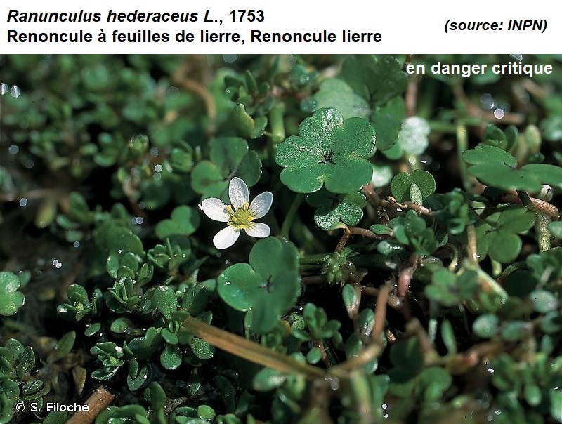 Annexe renoncule lierre.jpg