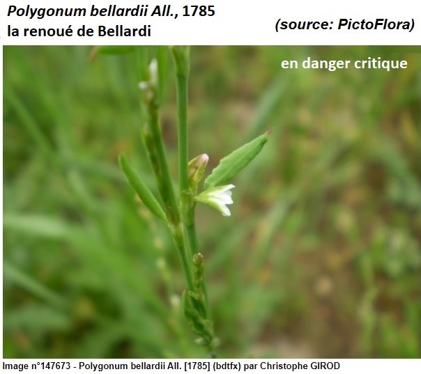 Annexe renoué de Bellardi.jpg