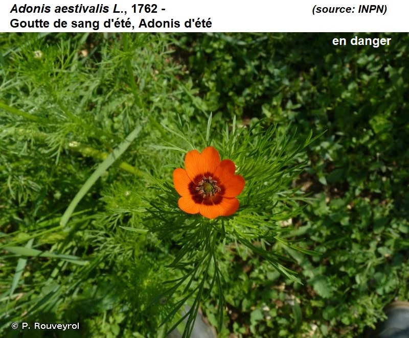 Annexe adonis été.jpg