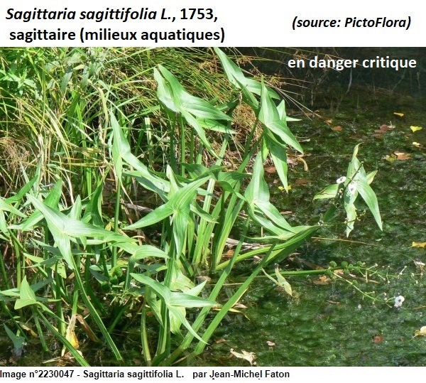 Annexe sagittaire.jpg