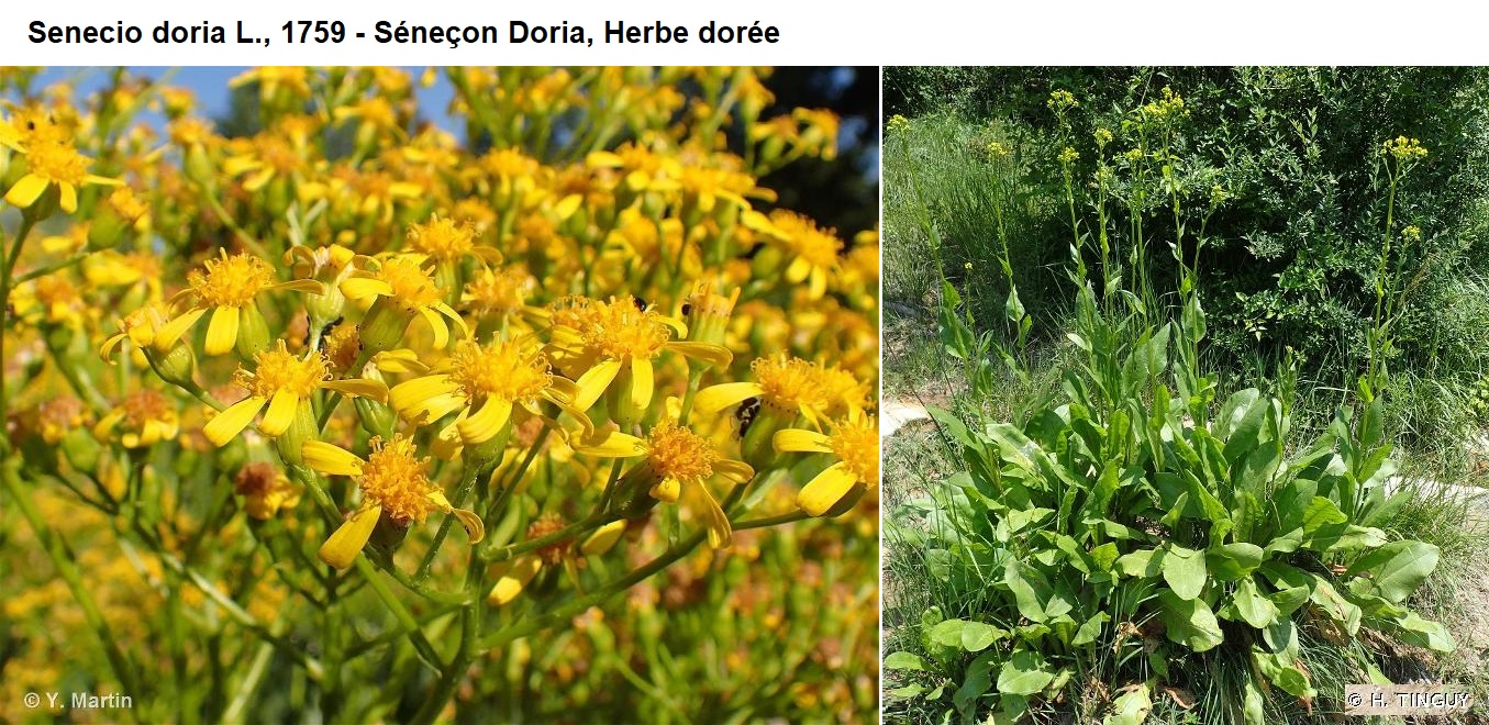 Annexe seneçon dore.jpg