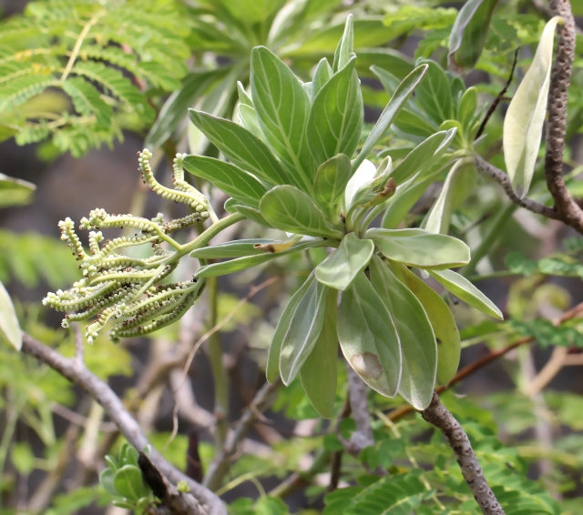 Annexe Heliotropium_foertherianum.jpg