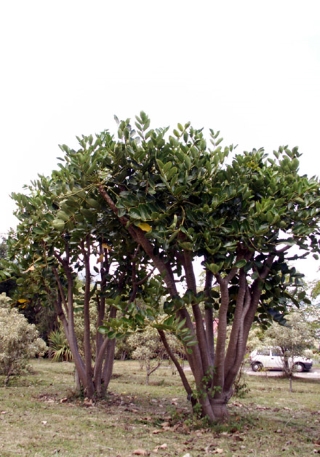 Annexe Polyscias_cutispongia.jpg