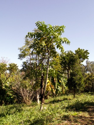 Annexe Polyscias_rivalsii_Bernardi.jpg