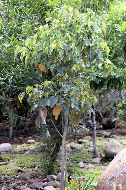 Annexe Dombeya_populnea.jpg