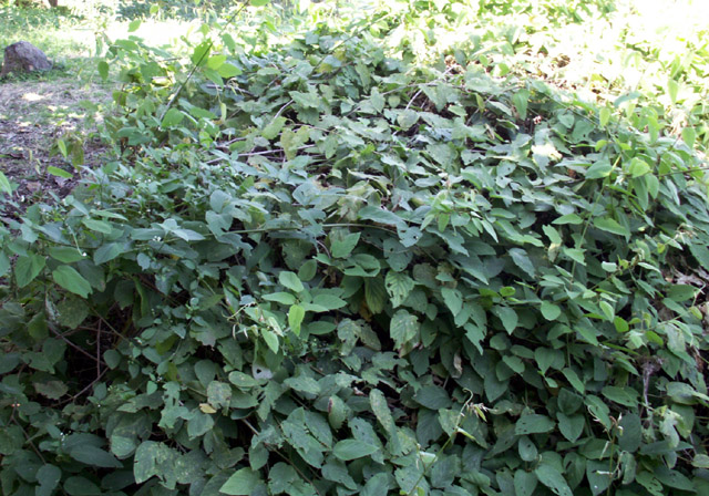 Annexe Gouania_mauritiana.jpg