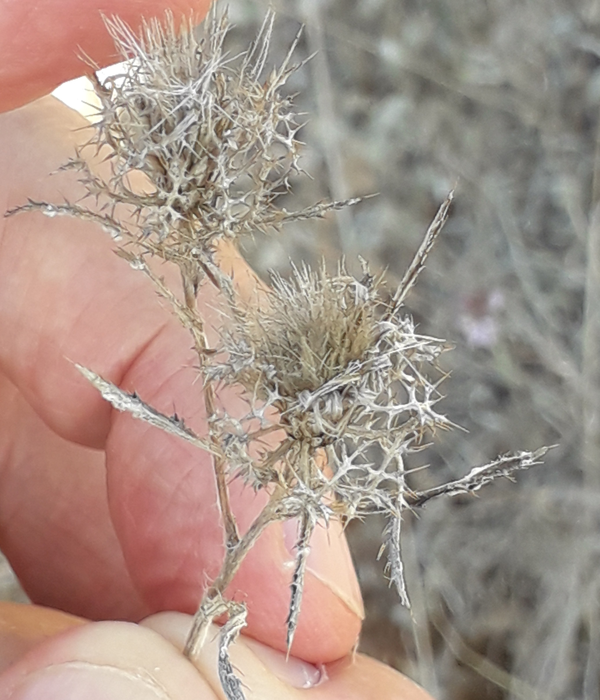 Annexe Atractyllis cancellata L..jpg