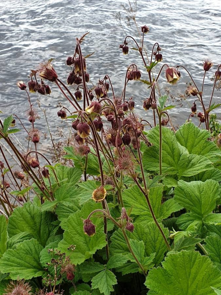 Annexe img_002368703L.jpg