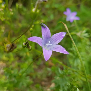 Annexe img002388347CRS.jpg