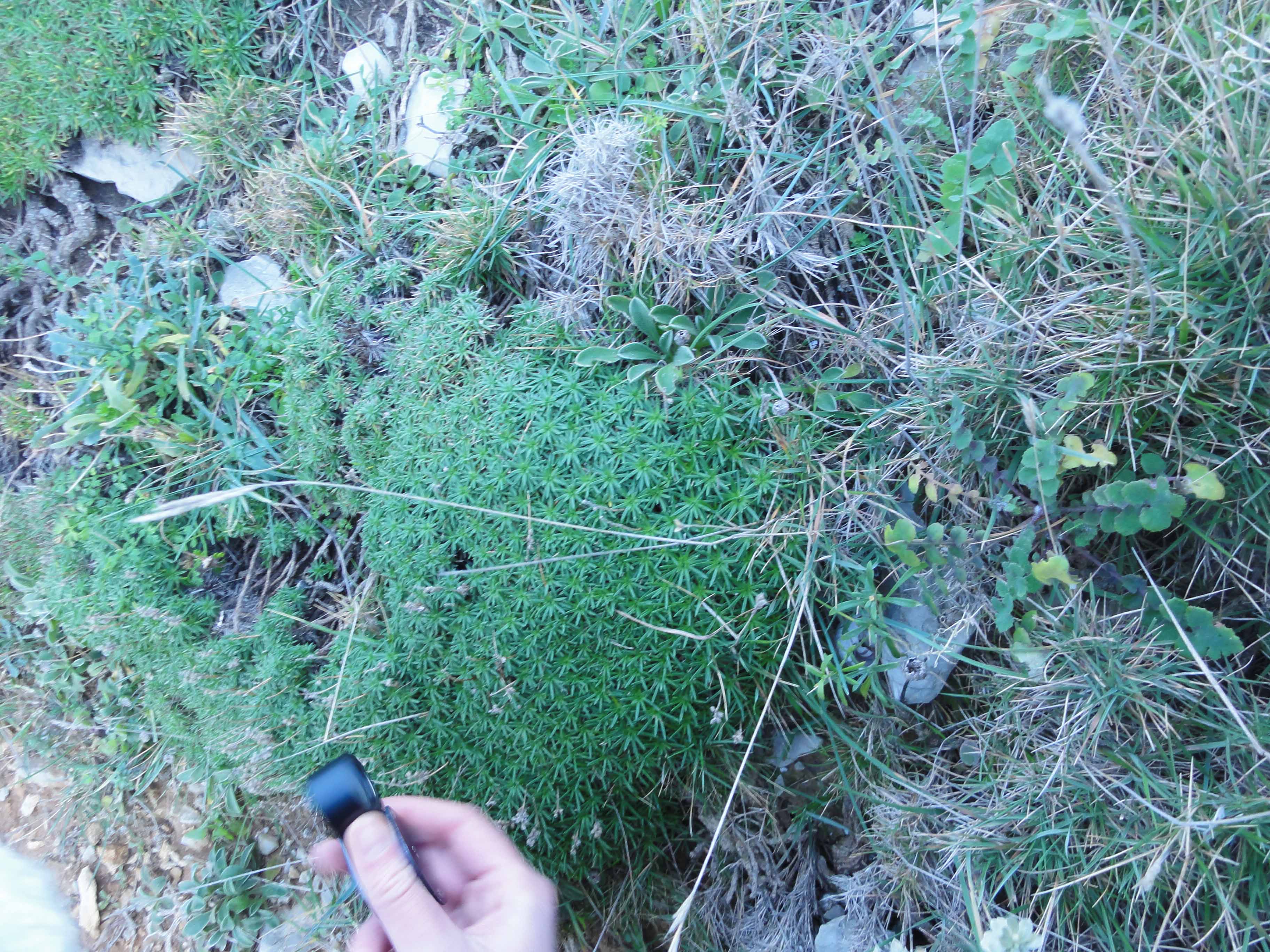 Annexe Plantain  à feuilles en alènes.jpg