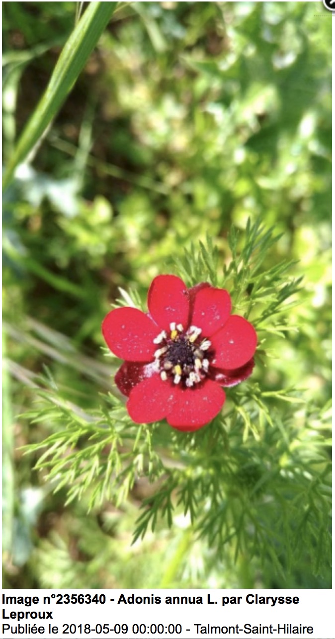 Annexe Screen Shot 2020-05-05 at 2.35.20 PM.jpg