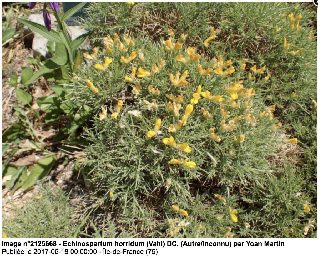 Annexe Screen Shot 2020-05-05 at 2.37.16 PM.jpg