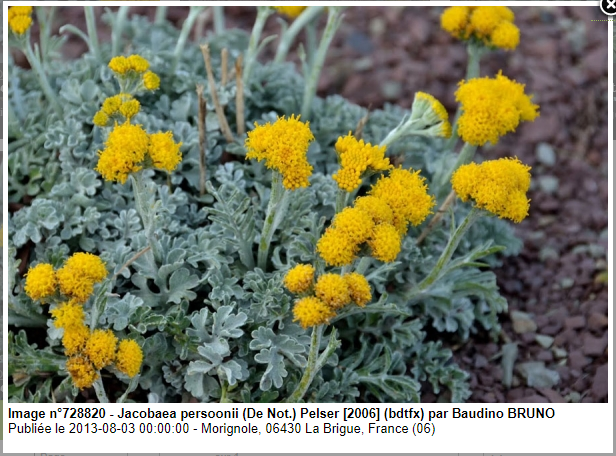 Annexe Jacobaea-persoonii.PNG