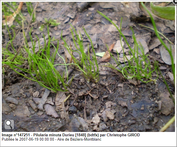 Annexe Pilularia-minuta-Durieu.PNG