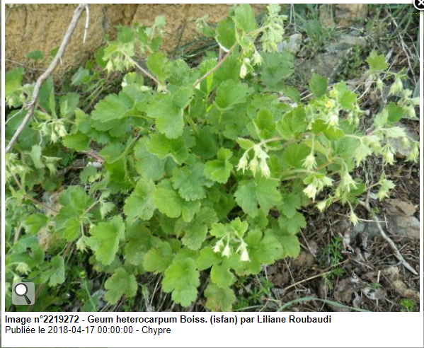 Annexe geum-heterocarpum.PNG