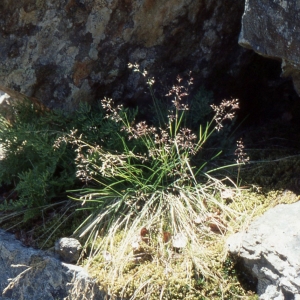 Annexe Agrosits Rupestris.jpg