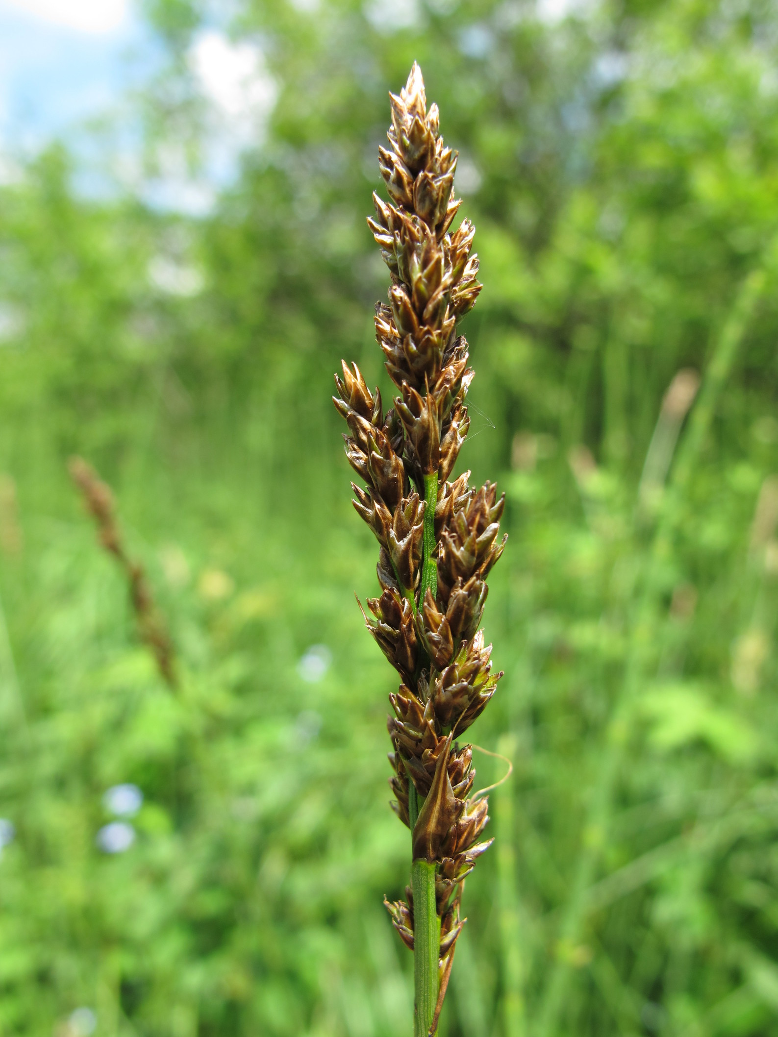 Annexe img_000209268O-ConvertImage.jpg