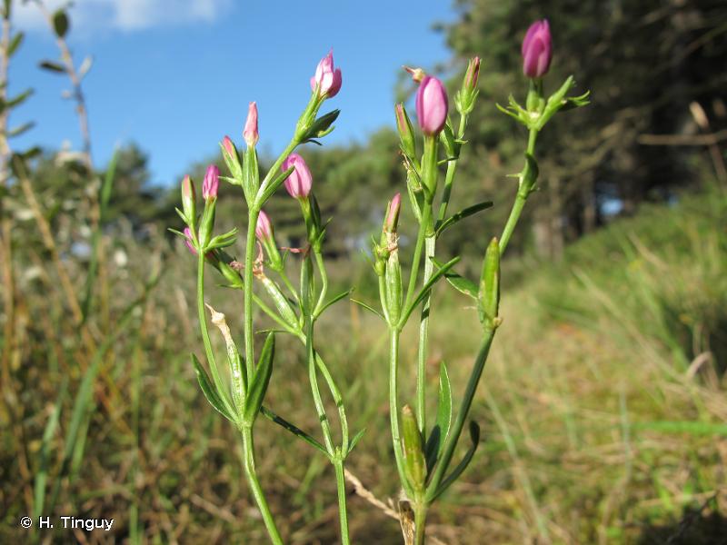 Annexe Centaurium littorale.jpg
