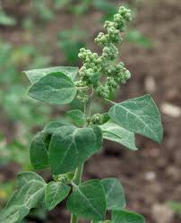 Annexe Chenopodium vulvaria.jpeg