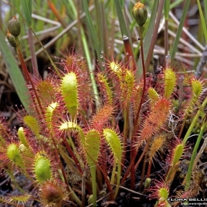 Annexe Drosera Longifolia.jpg