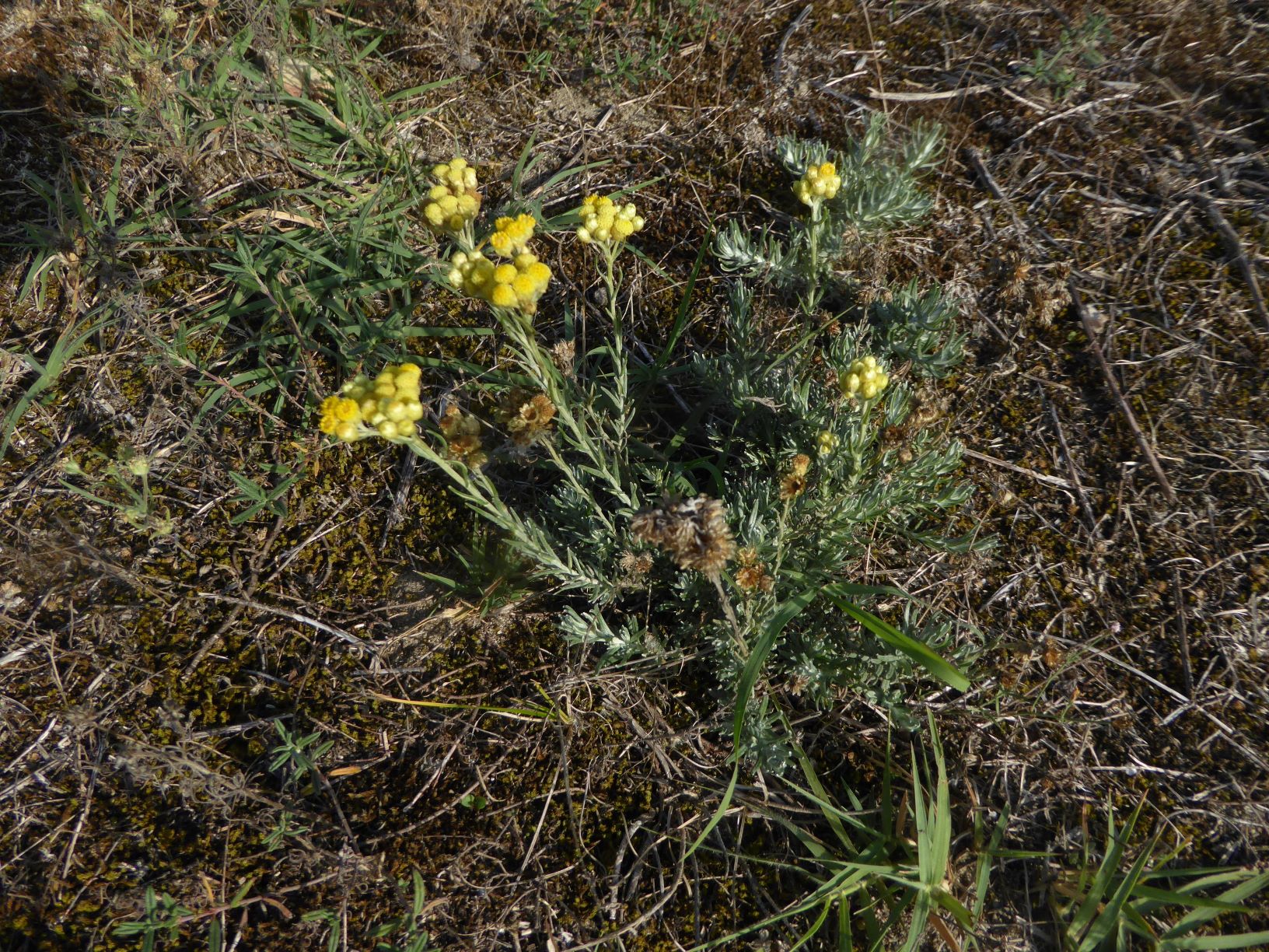 Annexe immortelle des sables2.jpg