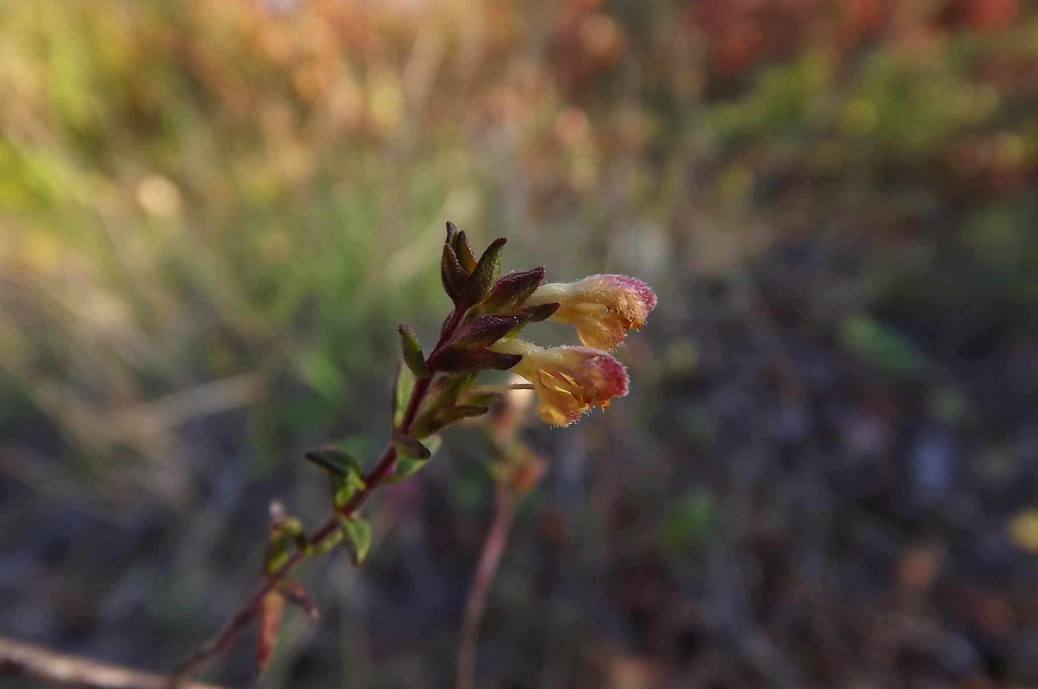 Annexe httpsapi.tela-botanica.orgimg000983971O.jpg