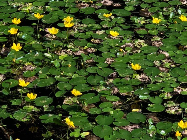 Annexe httpsapi.tela-botanica.orgimg002383028O.jpg