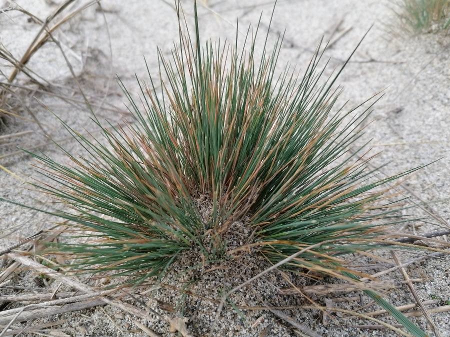 Annexe httpsapi.tela-botanica.orgimg002392088O.jpg