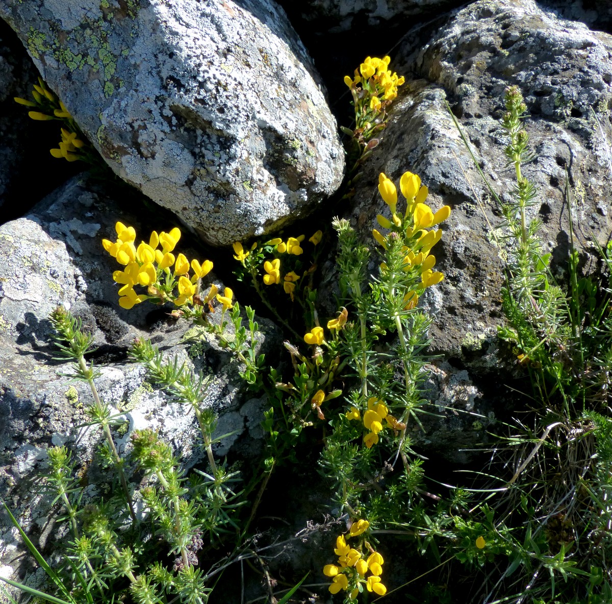 Annexe Cytisus decumbens.jpg