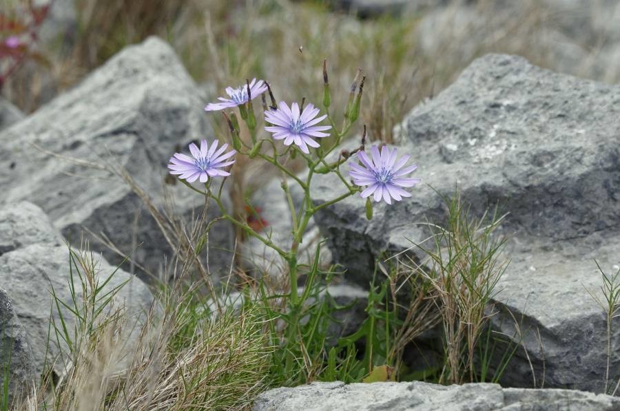 Annexe Lactuca perennis.jpg