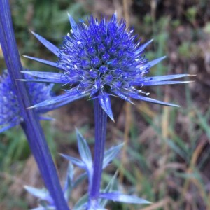 Annexe Eryngium bourgatii Gouan.jpg