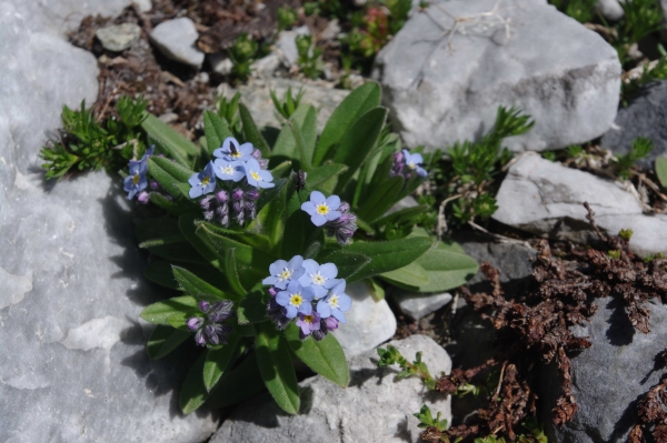 Annexe Myosotis alpestris.jpg