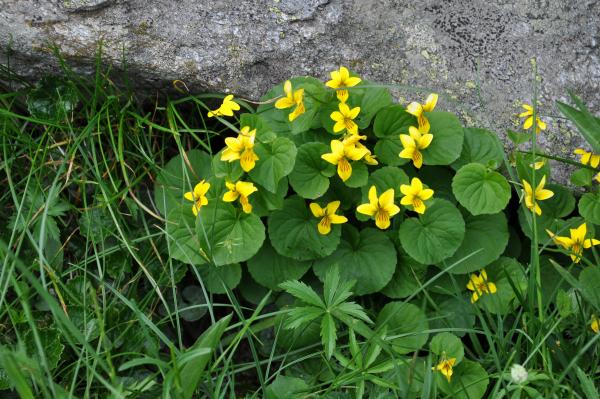 Annexe Viola biflora.jpg