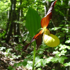 Annexe sabot de Vénus.jpg