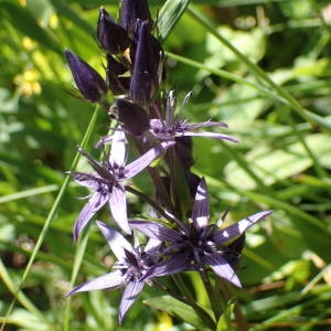Annexe Plantes vulnérables en Rhône-Alpes- Swertia perennises (1).jpg
