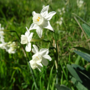 Annexe Plantes vulnérables en Rhône-Alpes.jpg