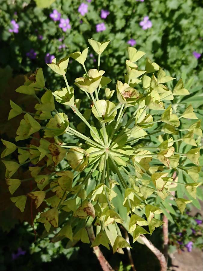 Annexe 2020 Draveil Euphorbia characias L..JPEG