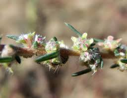 Annexe bassia ianiflora.jpg